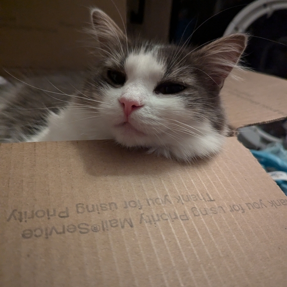 Meet your Posher, Christine 🌞🌻 - Picture 10 of 14